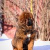 Наши щенки - Помет Э - SATO HONG WANG OF LONG CHENG KENNEL х  BATH OF ZANGAO, 2014